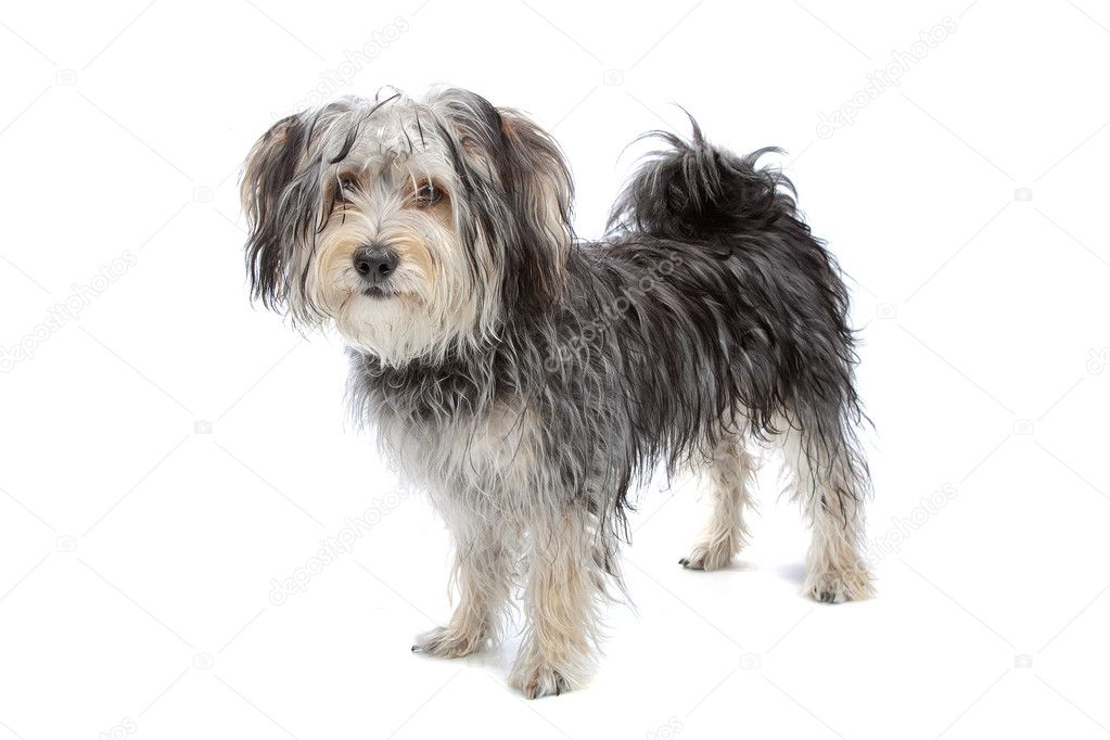 yorkshire terrier maltese mix