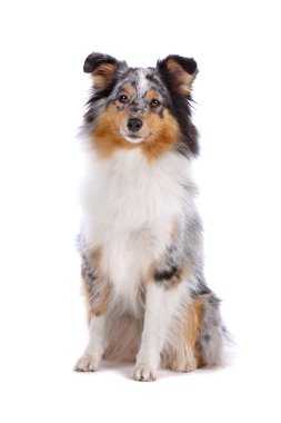 Shetland Sheepdog, Sheltie clipart