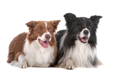 Two border collie sheepdogs clipart