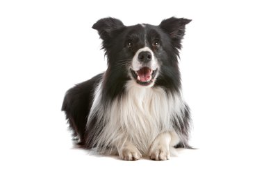 kenar kömür ocağı çoban köpeği
