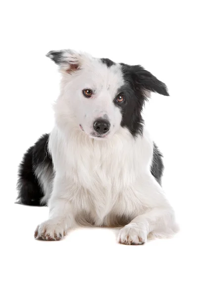 Border collie perro pastor — Foto de Stock