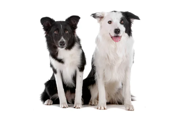 Two border collie sheepdogs — Stock Photo, Image