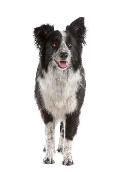 stock image Border collie sheepdog