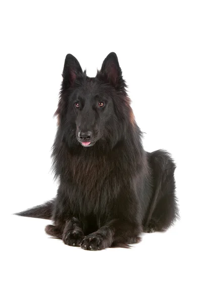 Groenendaeler oder schwarzhaariger belgischer Schäferhund — Stockfoto