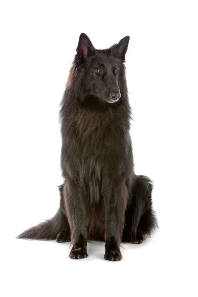 Groenendaeler vagy fekete hosszú hajú belga juhászkutya — Stock Fotó