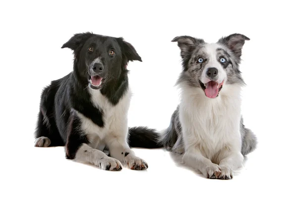Due cani da pastore di confine collie — Foto Stock