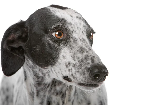 Beyaz tazı köpeği siyah noktalar ile — Stok fotoğraf