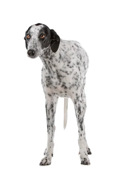 Branco cão Greyhound com manchas pretas — Fotografia de Stock