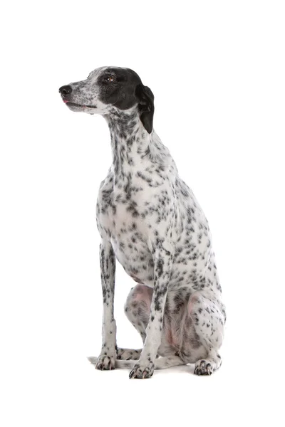 Vit greyhound hund med svarta fläckar — Stockfoto