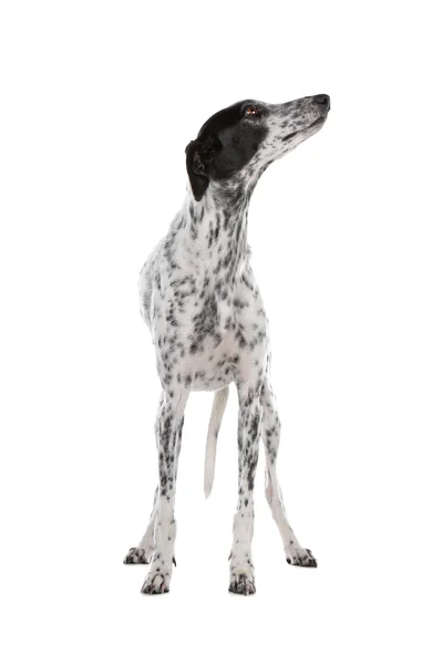 White Greyhound dog with black spots — Stock Photo, Image
