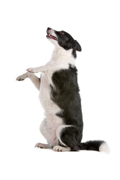 ชายแดน collie sheepdog — ภาพถ่ายสต็อก