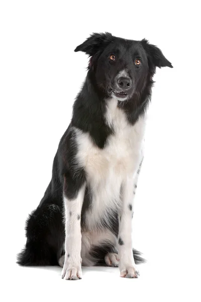 Kenar kömür ocağı çoban köpeği — Stok fotoğraf