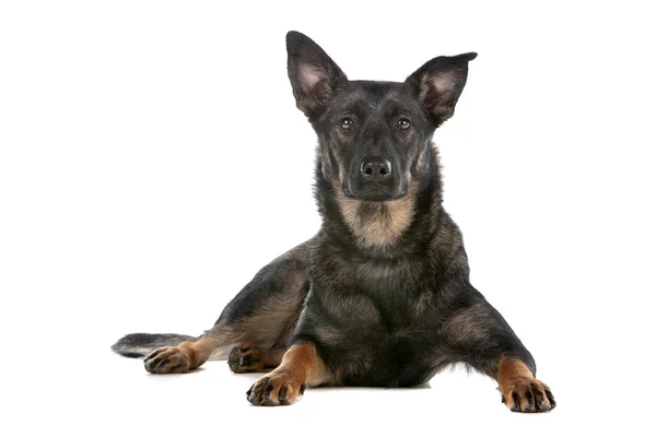 Dutch shepherd dog — Stock Photo, Image