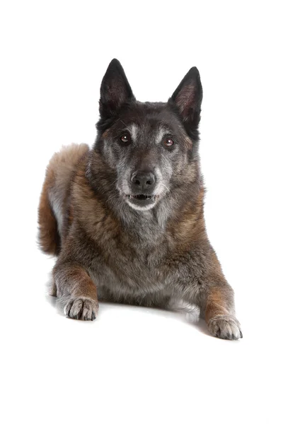 Gammal och grå belgisk vallhund — Stockfoto