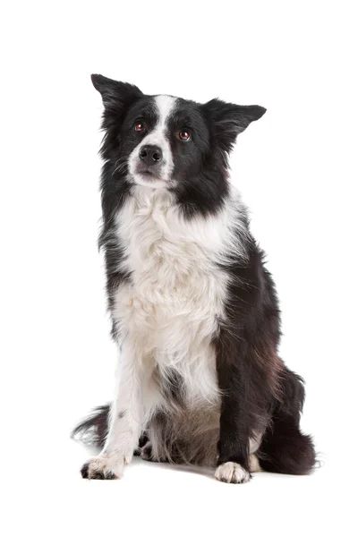 Cão pastor de collie de fronteira — Fotografia de Stock