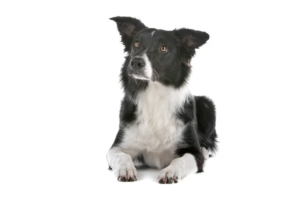 Border collie perro pastor — Foto de Stock