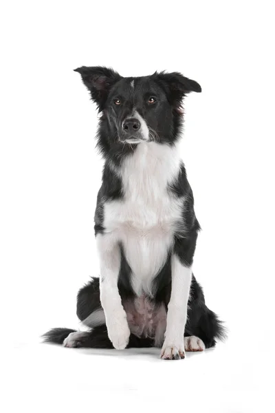 Border collie perro pastor —  Fotos de Stock