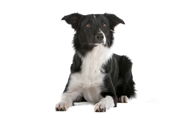 Border collie perro pastor —  Fotos de Stock