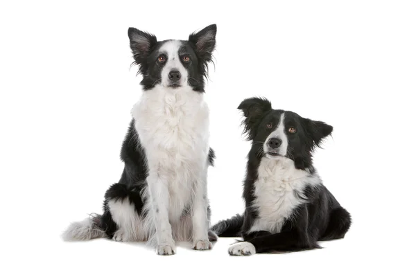 Dois cães pastores de collie de borda — Fotografia de Stock