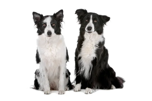 Dois cães pastores de collie de borda — Fotografia de Stock