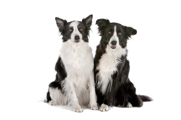 Two border collie sheepdogs — Stock Photo, Image