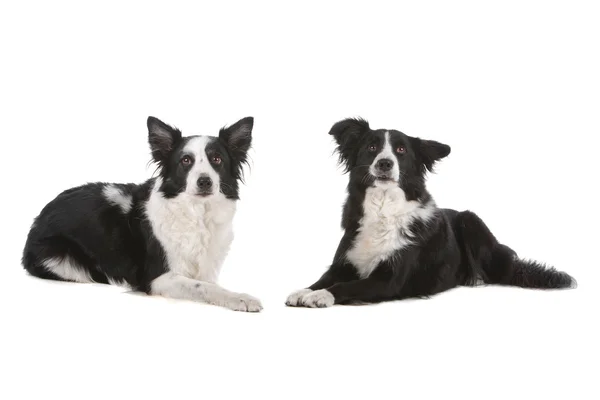 Två border collie sheepdogs — Stockfoto