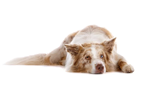 ชายแดน collie sheepdog — ภาพถ่ายสต็อก