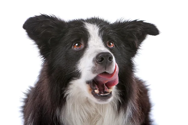 Kenar kömür ocağı çoban köpeği — Stok fotoğraf