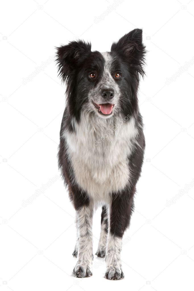 Border Collie Chien De Berger Photographie Eriklam 4105794