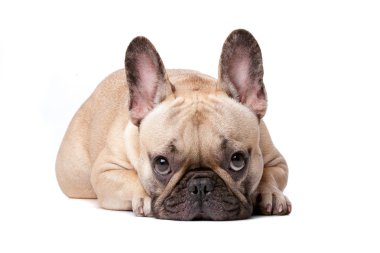 French bulldog clipart