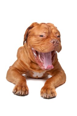 Dogue de Bordeaux (Fransız mastiff)