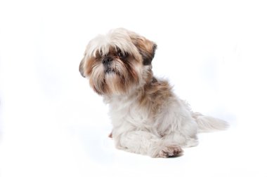 Shih Tzu