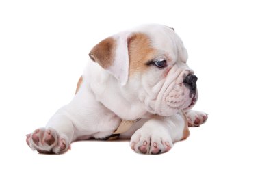 English Bulldog puppy lying down clipart
