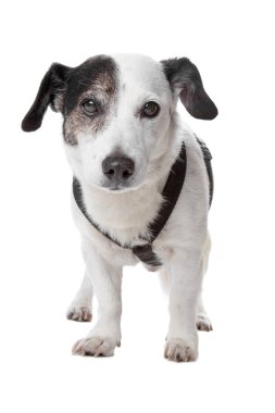 jack Russel terrier