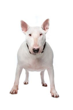 Bull terrier clipart