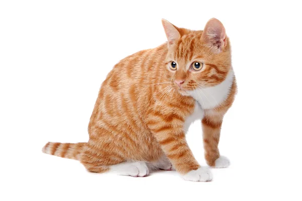 Czerwony kotek — Zdjęcie stockowe