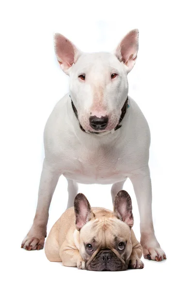 Bull terrier e bulldog francês — Fotografia de Stock