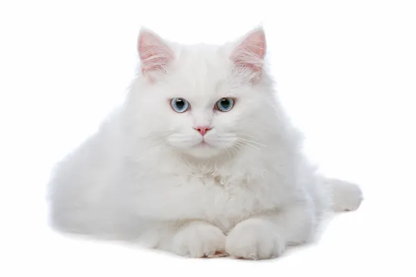 Дві білі кішки з блакитними і жовтими очима — стокове фото