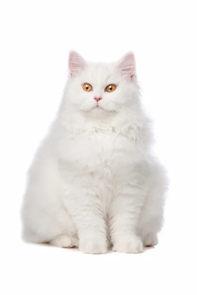 Bílá kočka se žlutýma očima — Stock fotografie