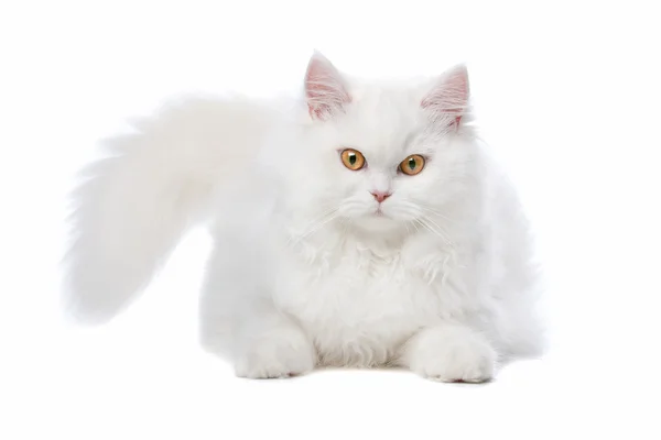Gato branco com olhos amarelos — Fotografia de Stock
