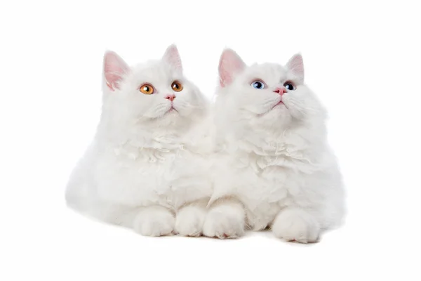 Dos gatos blancos con ojos azules y amarillos —  Fotos de Stock