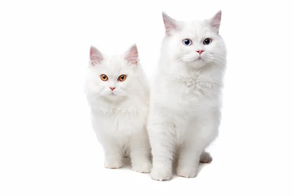 Dois gatos brancos com olhos azuis e amarelos — Fotografia de Stock