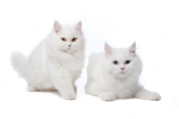 Dos gatos blancos con ojos azules y amarillos — Foto de Stock