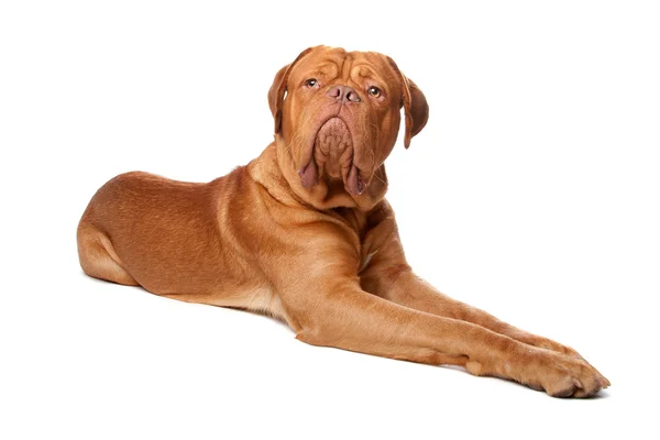 Dogue de Bordeaux (French mastiff) — Stock Photo, Image