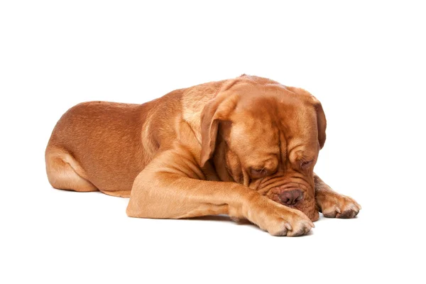 纯种波尔多 (法国獒犬) — 图库照片