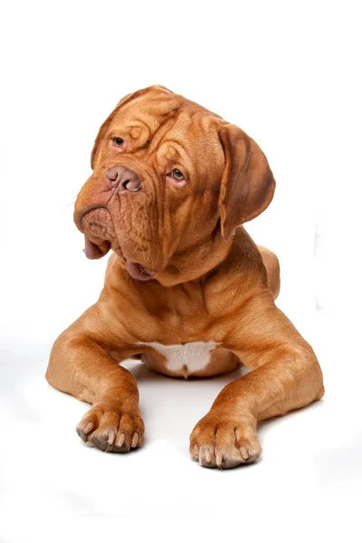 Dogue de Bordeaux (Fransız mastiff) — Stok fotoğraf