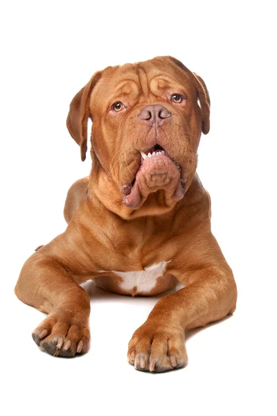 Dogue de Bordeaux (franska mastiff) — Stockfoto