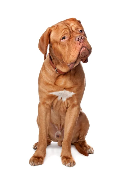 纯种波尔多 (法国獒犬) — 图库照片