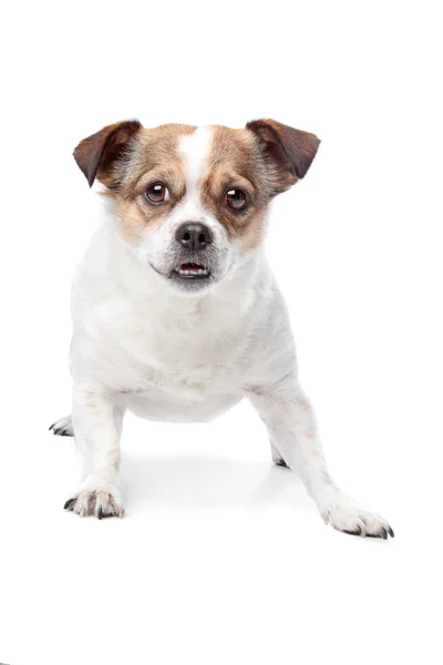 Cute mixed breed dog — Stock Photo, Image