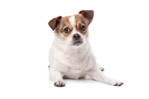 Cute mixed breed dog — Stock Photo, Image